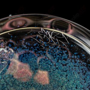 Shop RipCurl by Helix & SALT Glass in australian