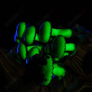 Shop UV Salty Tree Stump RipCurl By Stoney Chicken & SALT in australian