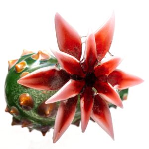 Shop Unparalleled - Cactus Pendant - Red Flower in australian