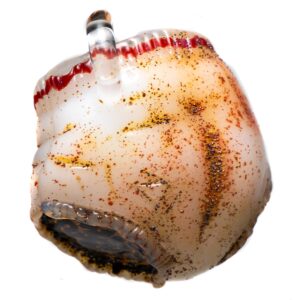 Shop Zii - Underpants Carb Cap Pendant in australian