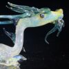 Shop Adolescent Taoist Dragon Pipe in australian
