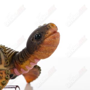 Shop Sea Turtle w/ Stand (Butterscotch/Grizzly/Spanish Olive) Addison Hanna x SALT in australian