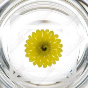 Shop Sunflower Accent Footed IPA Craft Beer Glass w Double Maria Blake Winegard x Drinking Vessels in australian